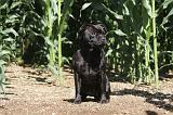 STAFFIE 014